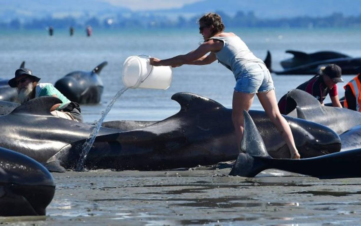 El sol y el calor juegan en contra de las ballenas, por lo que esta voluntaria trata de refrescarlas vertiendo agua sobre ellas.