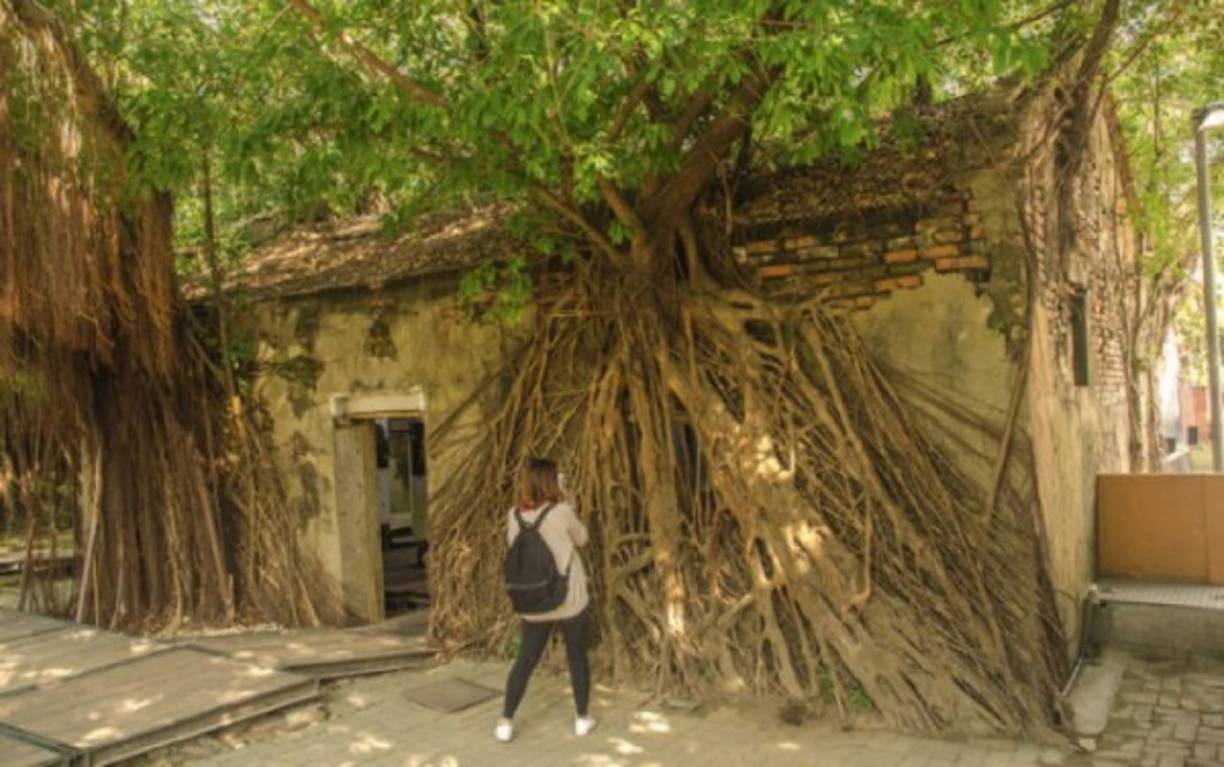 Una mujer observa alarmada cómo este árbol se hizo hacia los lados.