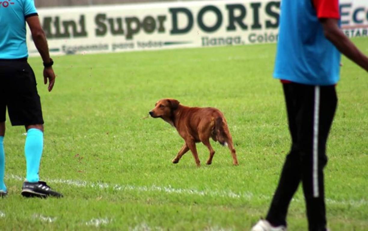 Este perro se robó el show en la cancha del estadio Francisco Martínez Durón durante el partido Real Sociedad-Olimpia.