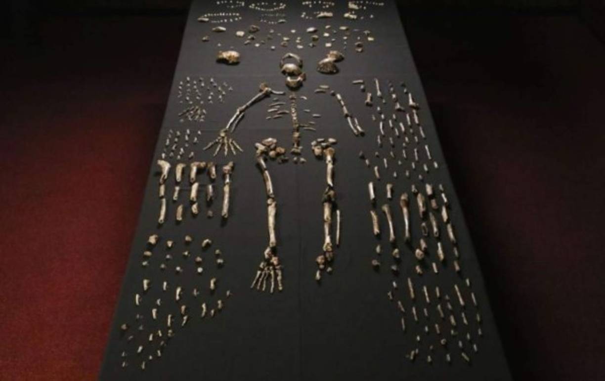 Esqueleto de la nueva especie de homínido descubierta, el 'Homo Naledi' en el Instituto de Estudios de la Evolución de la Universidad de Witwatersrand en Joahnnesburgo (Sudáfrica). EFE