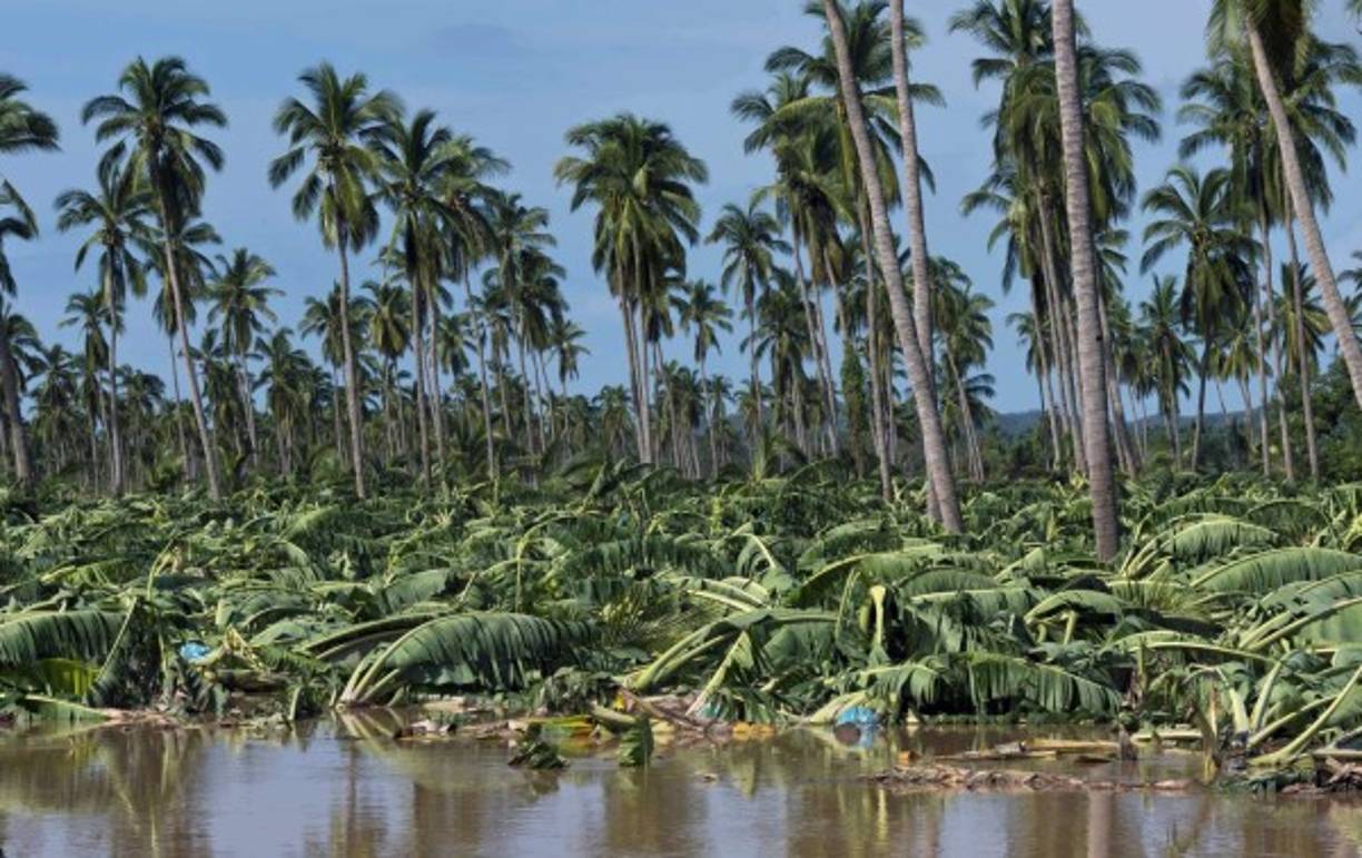 Miles de plantaciones de banano fueron derribadas ante los fuertes vientos que azotaron las costas mexicanas tras el paso del huracán Patricia.
