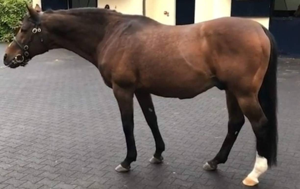 El caballo que lleva por nombre Galileo fue coronado como padre campeón en Gran Bretaña e Irlanda en 11 de los últimos 12 años.