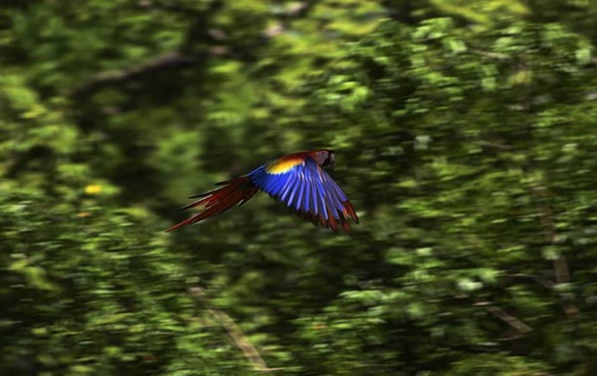 'Tenemos las variaciones genéticas y [la idea es] llevar individuos de Honduras para otros países y contribuir con esto, beneficiar ecológicamente a las poblaciones de las selvas locales', subraya Cuevas.