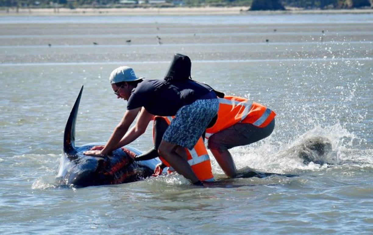 Este voluntario sostiene a una de las ballenas para evitar que se ahogue.