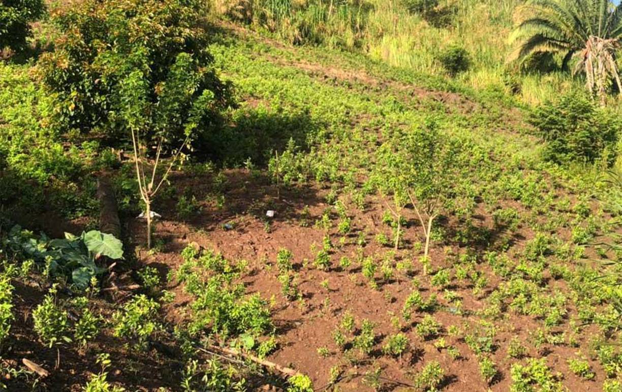 De momento se desconoce si hay personas detenidas en este operativo y el nombre de la estructura criminal a la que pertenecería el numeroso sembradío.