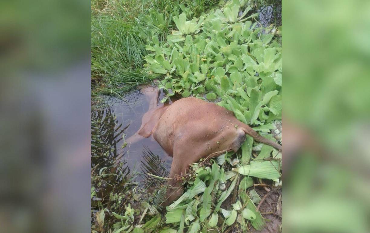 La tormenta arrasó con varios animales en la zona, generando importantes pérdidas económicas para los ganaderos.