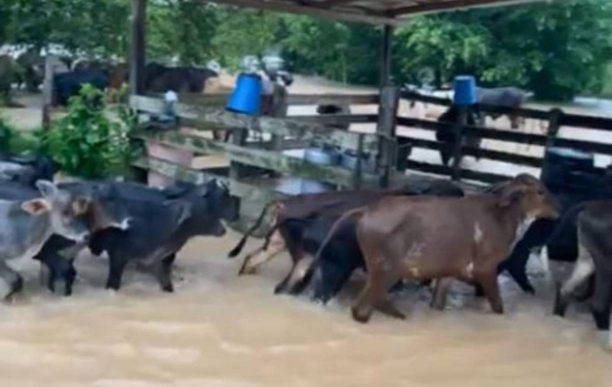 Productores ganaderos temen por la salud del ganado sobreviviente, especialmente las reses de alta calidad genética que requieren cuidados especializados.