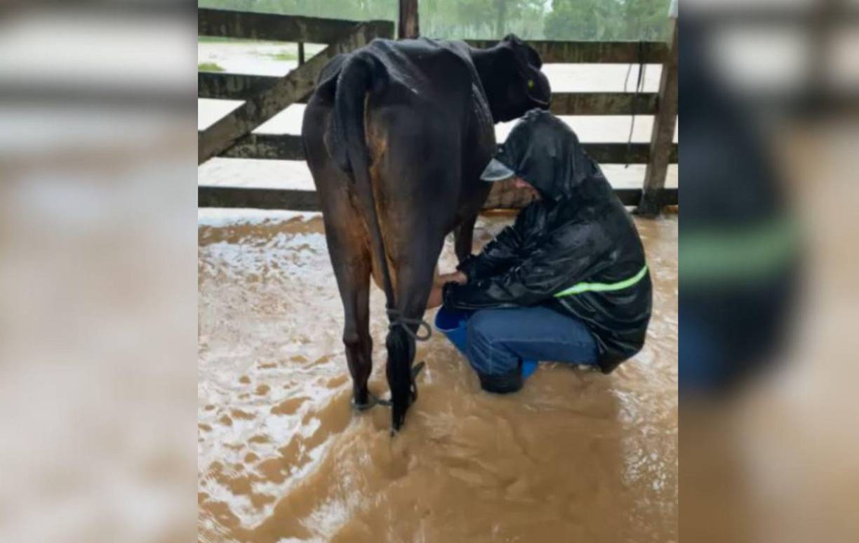 Miembros de la comunidad trabajan en conjunto para salvar ganado atrapado en el lodo.