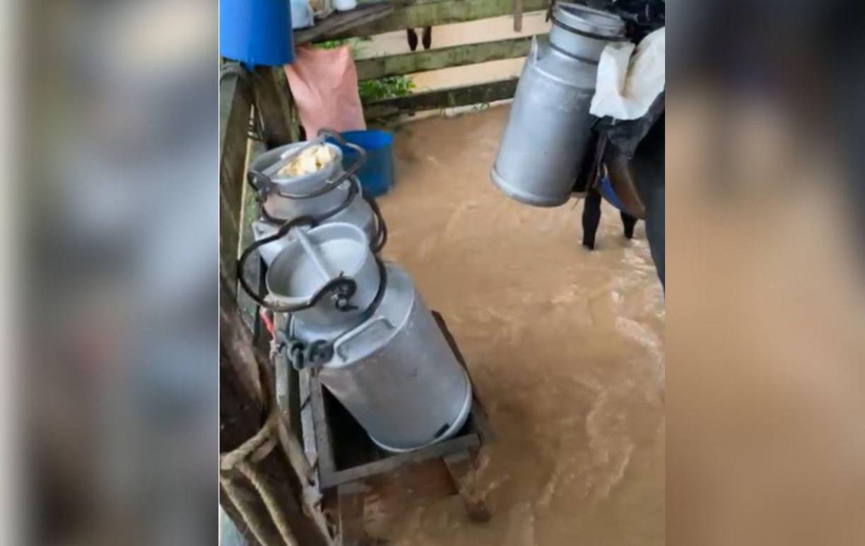 La caída del puente afecta al sector ganadero, ya que dificulta el traslado de la leche, que se echa a perder si no se transporta rápidamente. 