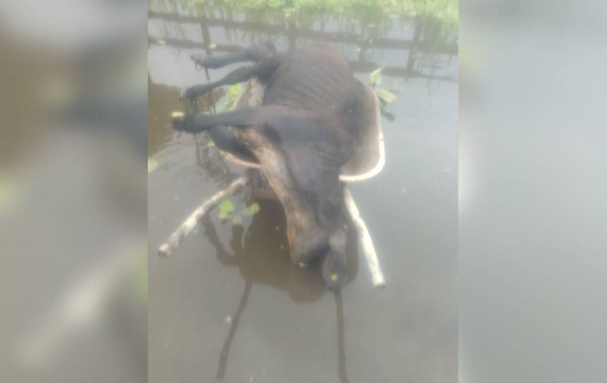 Los ganaderos piden al gobierno el acceso urgente a préstamos que les permitan recuperarse del fuerte golpe económico causado por la tormenta.