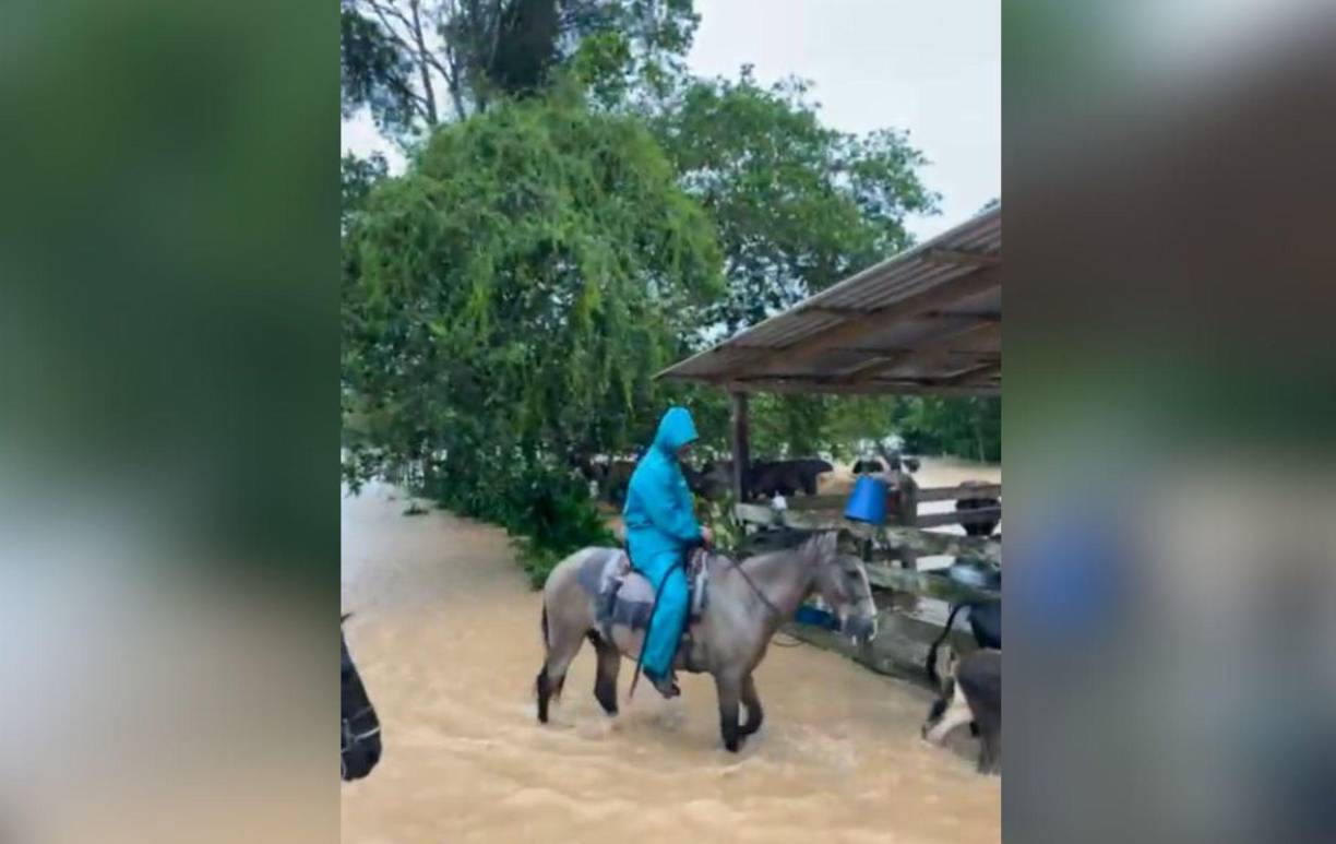 Campos usados para alimentar al ganado quedaron bajo agua, dificultando aún más la recuperación de los productores en Atlántida.