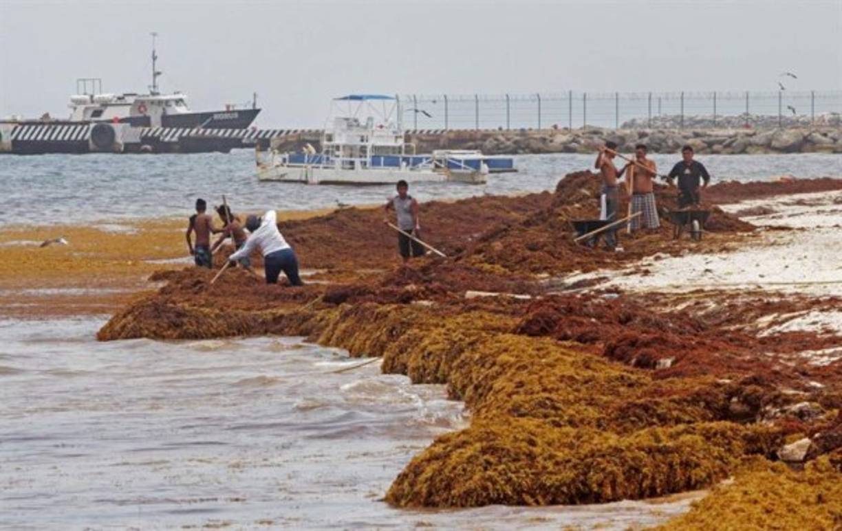 Expertos han pronosticado que este año el sargazo llegará en cantidades superiores a las del año pasado, cuando superó todos los récords y provocó que miles de turistas no pudieran bañarse en las playas de la región.<br/>