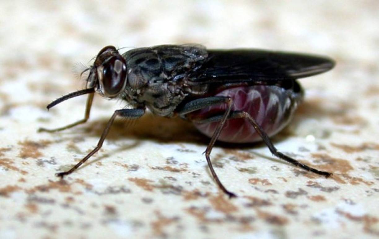 MOSCA TSE-TSE ► La picada de esta mosca en particular transmite la enfermedad del sueño, patología que provoca la inflamación del cerebro. Esta presente en más de 30 países de África y mata aproximadamente a 10.000 por año.