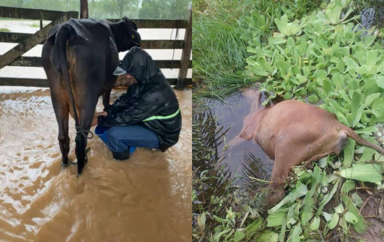 Ríos desbordados, cultivos arrasados y puentes destruidos ocasionó la tormenta Sara en el departamento de Atlántida. El sector ganadero fue uno de los más afectados al perder cientos de reses producto del desastre. A continuación más detalles. 