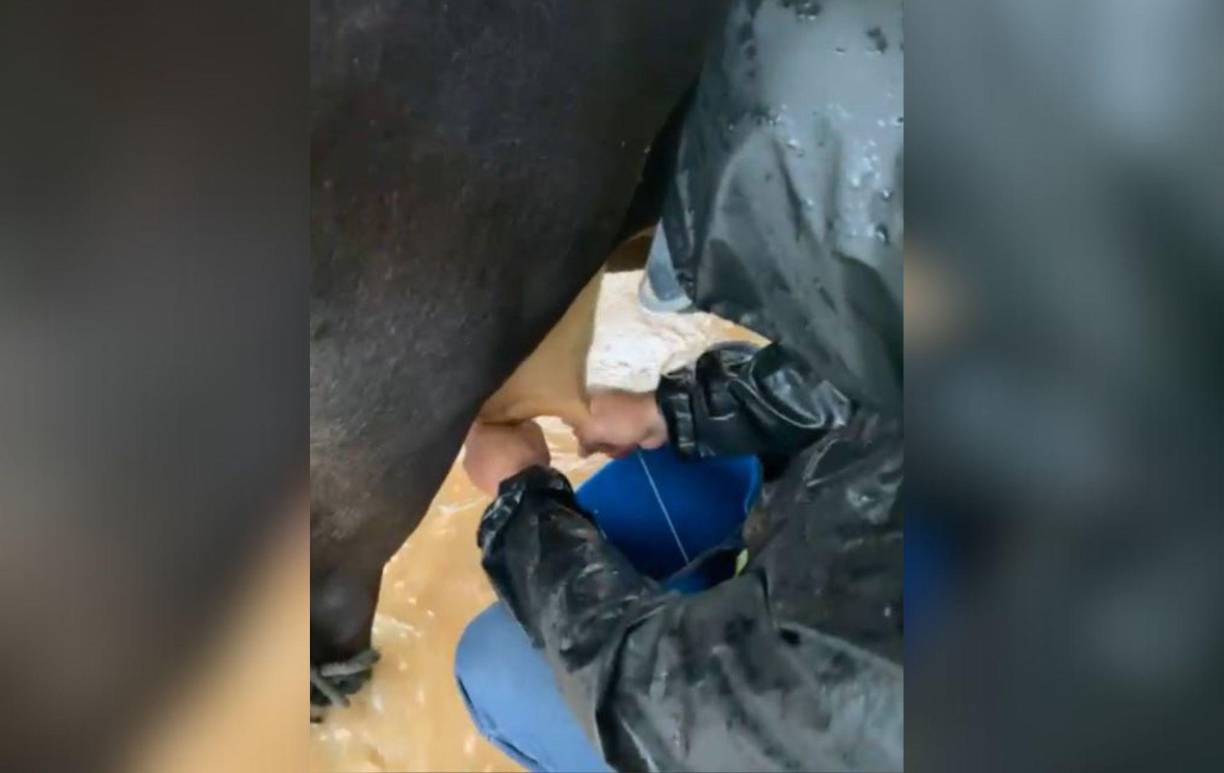 A pesar de que varios lugares siguen inundados, los trabajadores siguen ordeñando sus reses y buscando la forma de transportar la leche. 