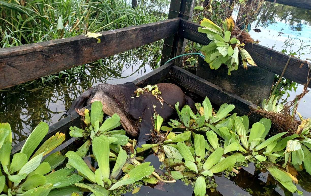 Hay familias ganaderas que han perdido hasta 250 cabezas de ganado. “No sé cómo vamos a salir de esta”, dijeron ganaderos a LA PRENSA Premium.