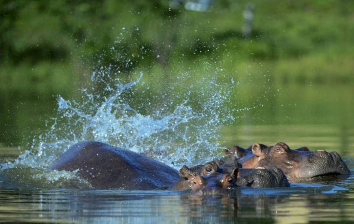 Un hipopótamo en el parque temático Hacienda Nápoles en el zoológico privado del capo de la droga Pablo Escobar en su rancho de Nápoles, en Doradal, departamento de Antioquia, Colombia. AFP