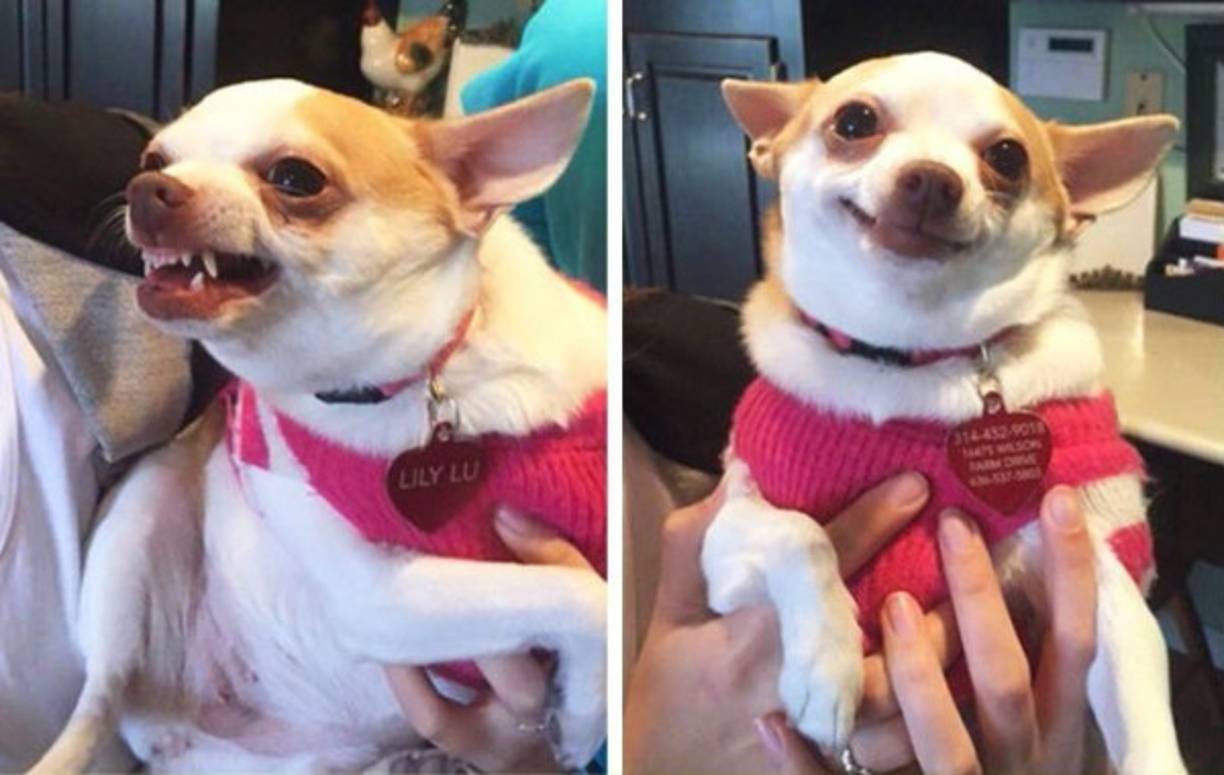 Hasta ahora se sabía que algunos simios pueden modificar su expresión facial dependiendo de la audiencia, pero no se había analizado de forma sistemática la capacidad de los perros de usar los gestos de la cara para comunicarse con los humanos.