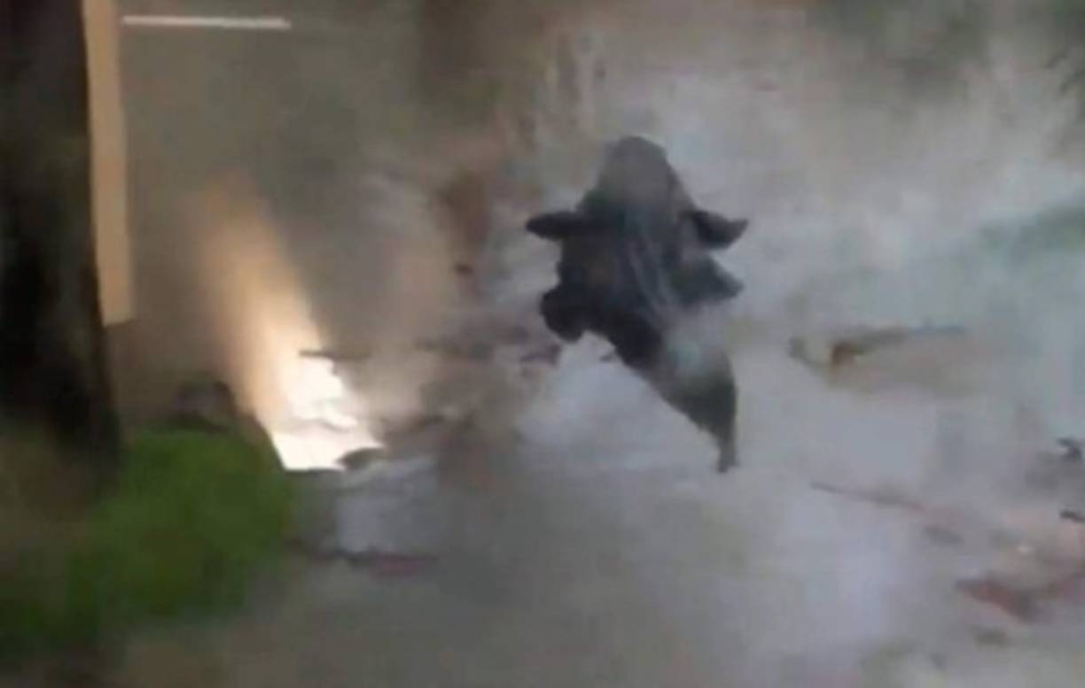 Varios cocodrilos fueron captados nadando en las calles inundadas de Alabama después de que el huracán Sally azotara con fuertes lluvias y vientos el sur de los Estados Unidos.