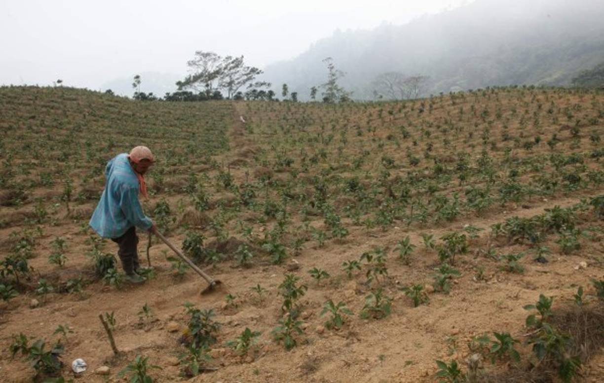 Agricultor en plena siembra de chile, estos son traidos para venta en las feria del agricultor.