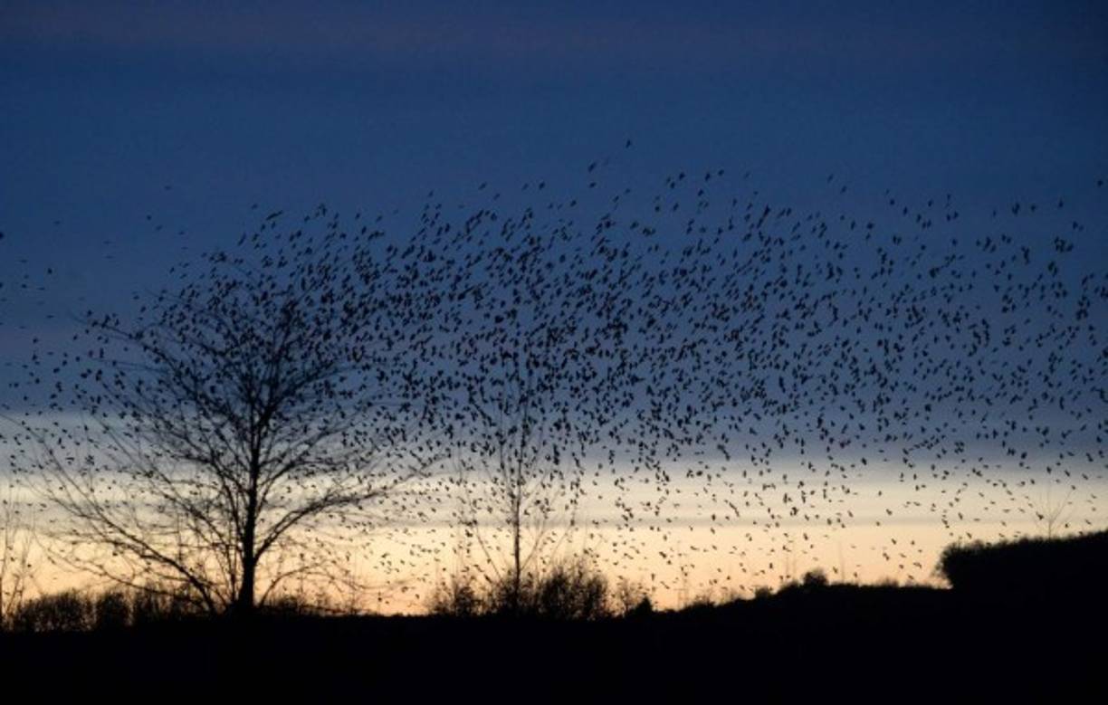 Centenares de cuervos emigrando hacia tierras más cálidas huyendo del gélido clima en la República Checa.