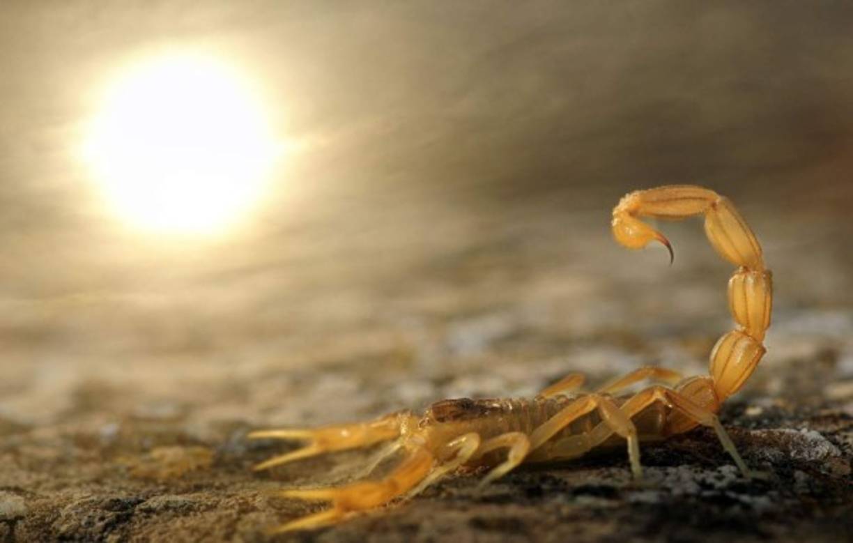 Fotografía facilitada el por museo de Historia Natural de Londres de la imagen en blanco y negro que muestra un grupo de leonas descansando en el Serengueti, en el parque nacional de Tanzania, tomada por el fotógrafo Michael 'Nick' Nichols, con la que ha ganado el premio Fotógrafo del Año de Vida Silvestre 2014 (CWPY). EFE