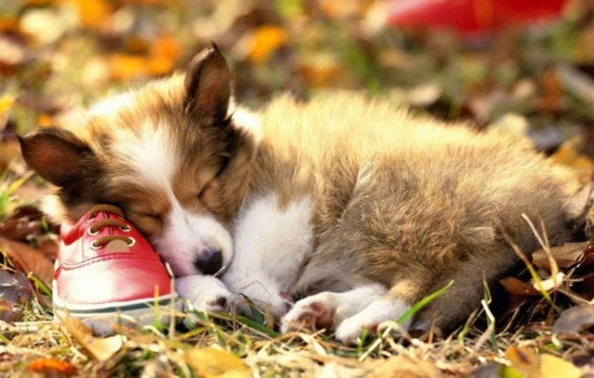 7. Los animales también sueñan<br/><br/>Muchos hemos visto cómo nuestra mascota se mueve mientras duerme, o por lo menos mover los ojos rápidamente. Esto es porque los animales también tienen sueños. Estudios se han hecho en animales y han mostrado las mismas ondas cerebrales al momento de soñar que los humanos.