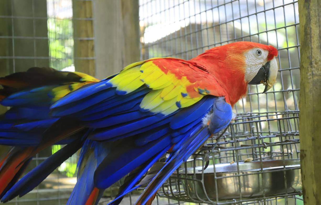 <b>A lo largo de un kilómetro de recorrido dentro de las instalaciones del parque de aves Macaw Mountain, hay muchos aviarios en los que conviven guacamayas rojas de todas las edades. Algunas están en parejas.</b>
