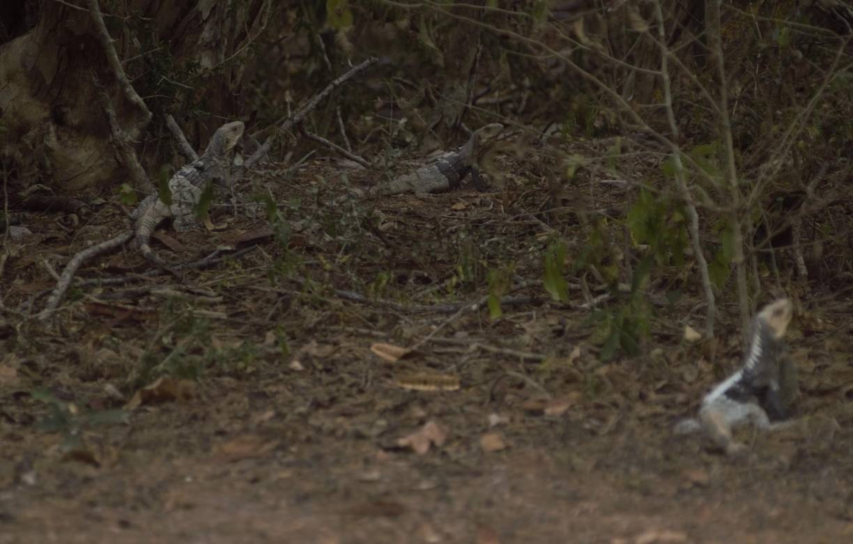 El Ctenosaura melanosterna o jamo negro, es la otra especie que está amenazada en este corredor, también existen poblaciones en Cayos Cochinos, en el Caribe de Honduras.