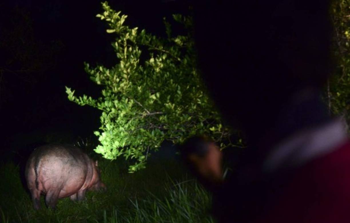 Un hipopótamo se alimenta en una granja en las afueras de Doradal, departamento de Antioquia, Colombia, cerca del parque temático Hacienda Nápoles, en el zoológico privado del capo de la droga Pablo Escobar en su rancho de Nápoles. AFP