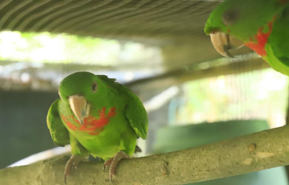 <b>Muchos pericos y loros también se encuentran en el parque de aves. Ellos, más pequeños, son los más atrapados por los traficantes que los venden a personas que los mantienen en jaulas. Estos animalitos hermosos también pueden ser reinsertados a la naturaleza.</b>