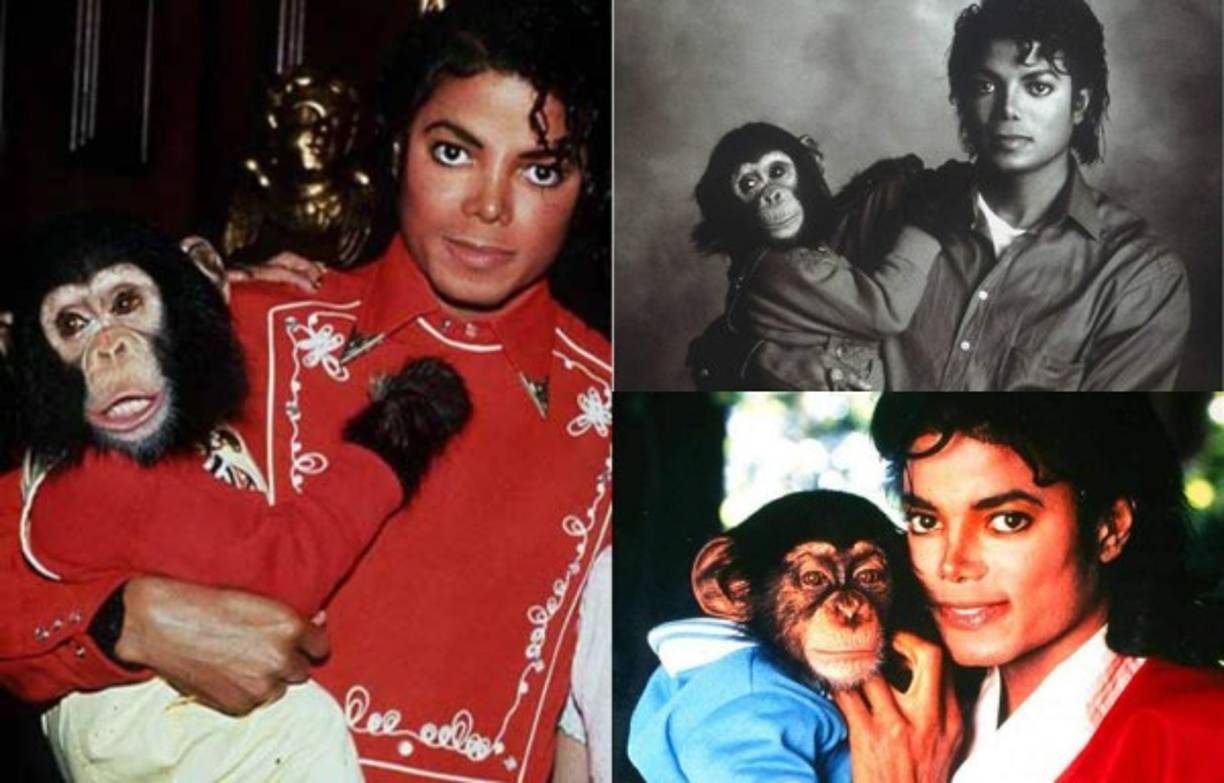 8- Bubbles el Chimpancé: El querido chimpancé de Jacko fue su mejor amigo en los años 80. Rescatado de un centro de investigación del cáncer en Texas en 1985, Bubbles acompañó a Jackson a estrenos de películas, fiestas y sesiones de grabación. La pareja a menudo se vestía con trajes similares. Bubbles aparentemente fue enviado a un refugio en algún momento alrededor de 2002 por ser demasiado agresivo.<br/><br/>Burbujas sigue vivo. A los 26 años de edad, el chimpancé vive en el Centro de Grandes Simios en Wauchula, Florida.