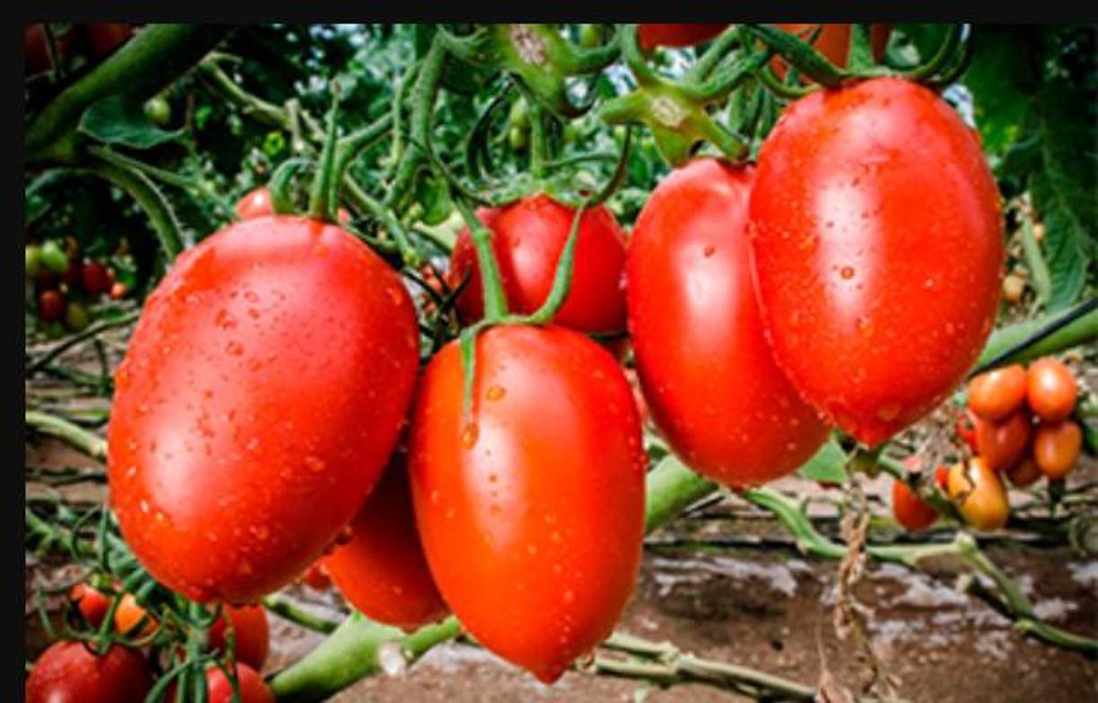 En México al tomate se le conoce como jitomate.
