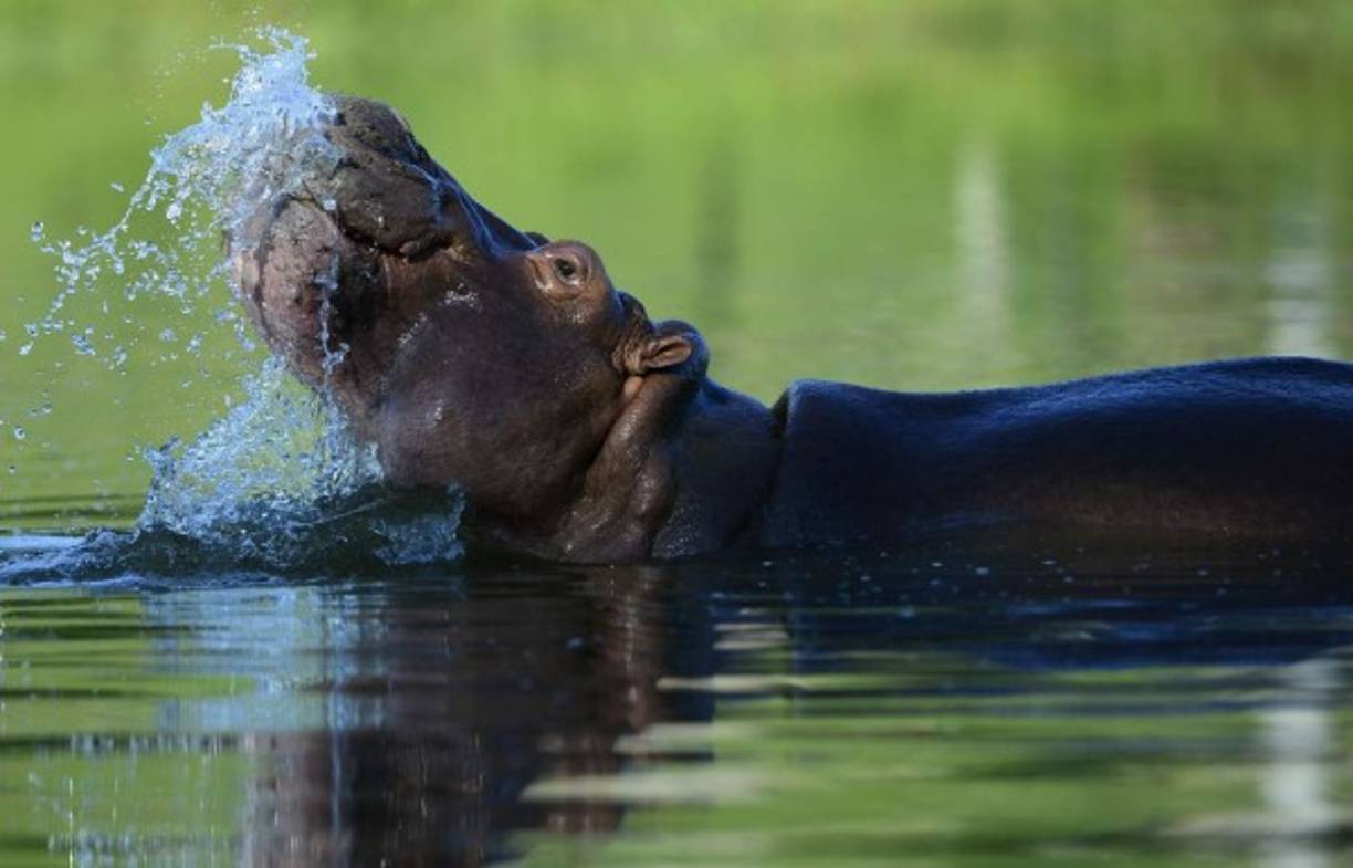 Un hipopótamo en el parque temático Hacienda Nápoles en el zoológico privado del capo de la droga Pablo Escobar en su rancho de Nápoles, en Doradal, departamento de Antioquia, Colombia. AFP