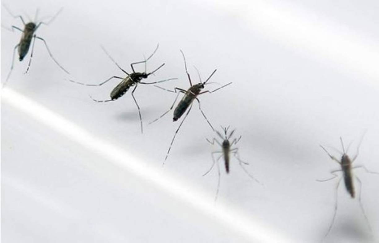 Según datos de la Organización Mundial de la Salud (OMS), los animales más mortíferos para el hombre son los mosquitos, portadores de enfermedades como la malaria, dengue y Chikinguya que causan la muerte de unas 700 mil personas al año.