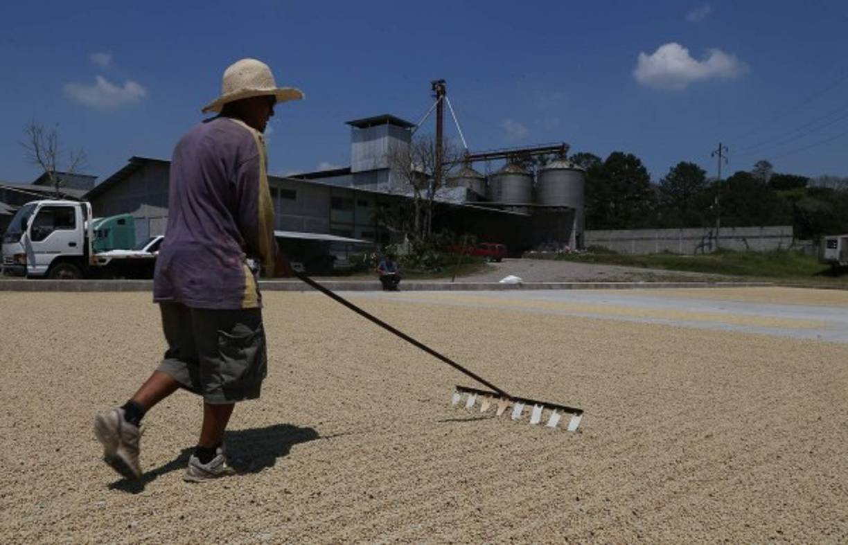 La calidad del café de don Yoyo ha sido reconocida internacionalmente.