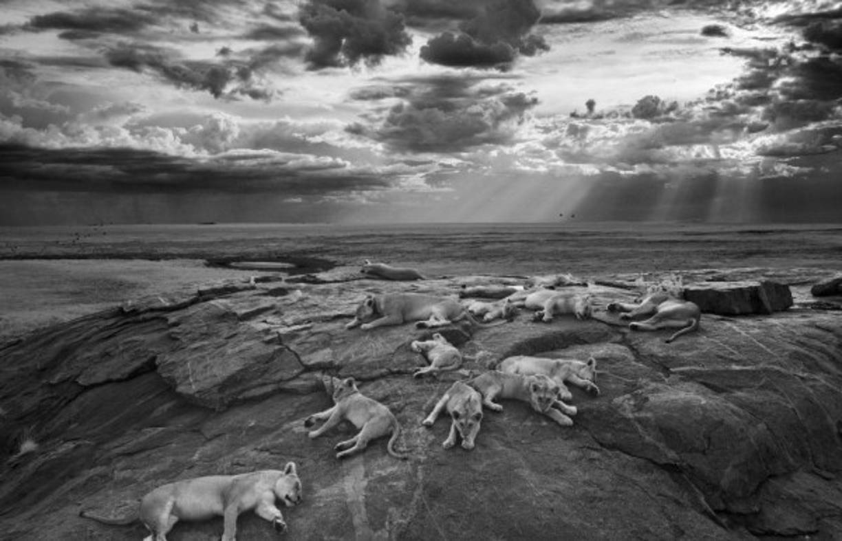 Fotografía facilitada el por museo de Historia Natural de Londres de la imagen en blanco y negro que muestra un grupo de leonas descansando en el Serengueti, en el parque nacional de Tanzania, tomada por el fotógrafo Michael 'Nick' Nichols, con la que ha ganado el premio Fotógrafo del Año de Vida Silvestre 2014 (CWPY). EFE