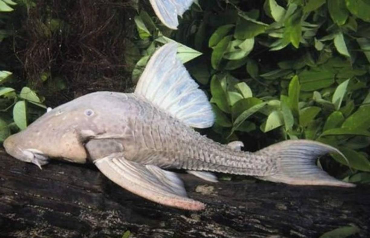 Pez que come madera<br/><br/>También conocido como pez gato o panaque, es un pez que busca entre los árboles que caen a las aguas; microbios, algas y animales, los cuales se hallan entre los espacios de la madera. En vez de escamas posee una coraza de piel dura. Se encuentra en Sudamérica, en los bosques tropicales del Amazonas. Foto: Michael Goulding/Copeia