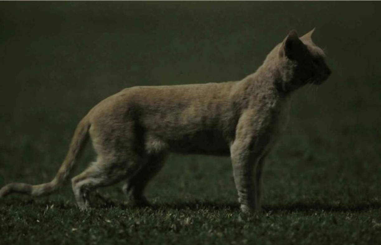 En el partido entre Real España y Vida en el estadio Morazán apareció un gato en la cancha.