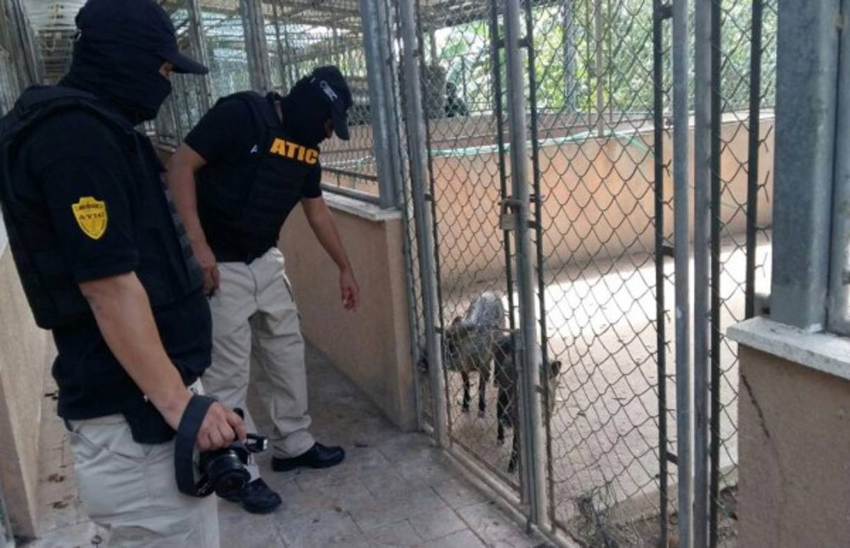 Dos tapir enjaulados en una de las haciendas aseguradas en Colón.