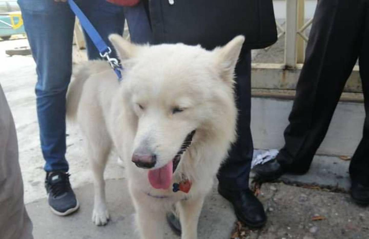 Y es que el antiguo dueño de Sky lo regaló a una persona y luego de un tiempo quería que se lo devolviera. 