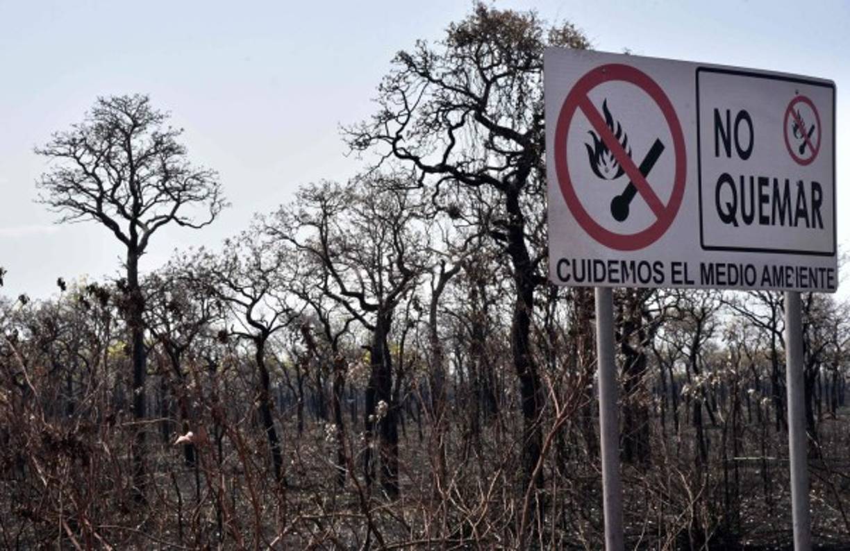 La Chiquitania boliviana es una región de transición entre el Chaco y la Amazonía en la que se desarrollaron especies que han formado un bosque acostumbrado a subsistir en un clima sin lluvia que predomina por varios meses al año.