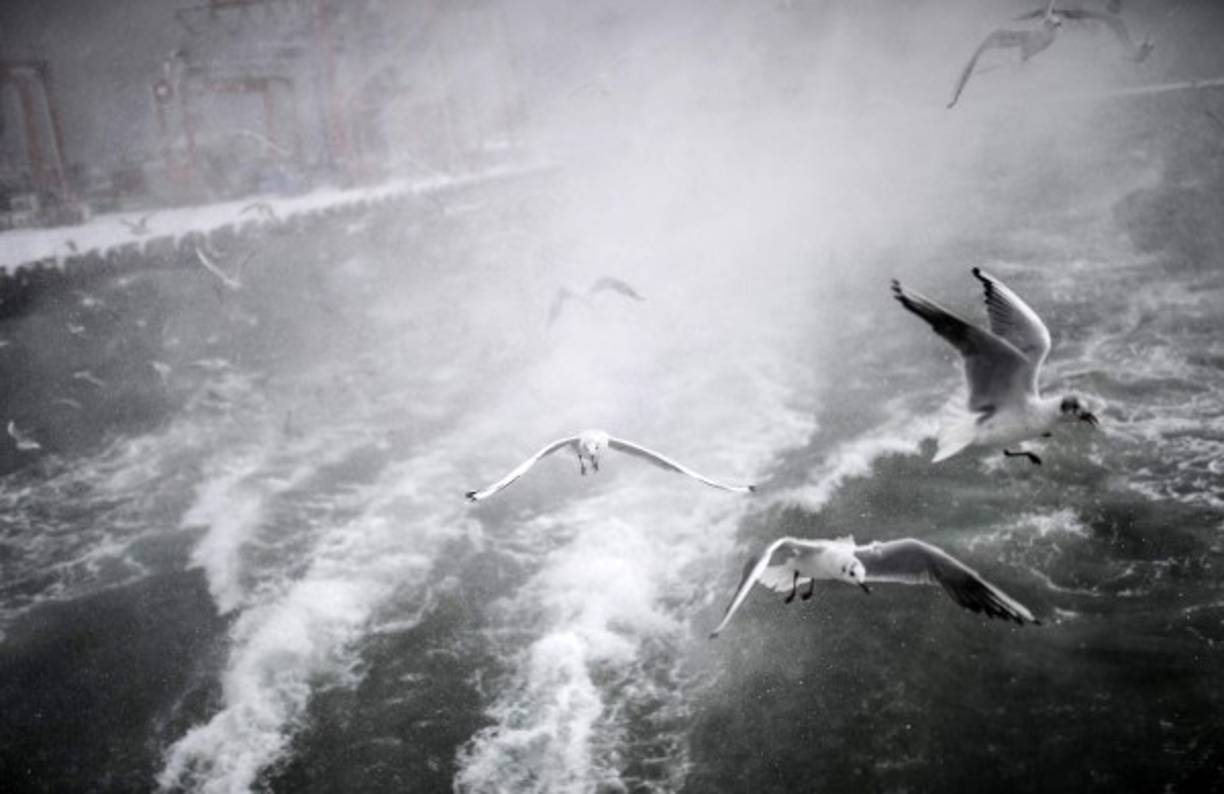 Gaviotas sobrevolando las heladas aguas del estrecho del Bósforo, en Estambul.