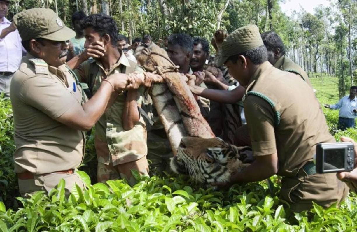 Cazadores de la India tras cazar a un tigre de bengala.