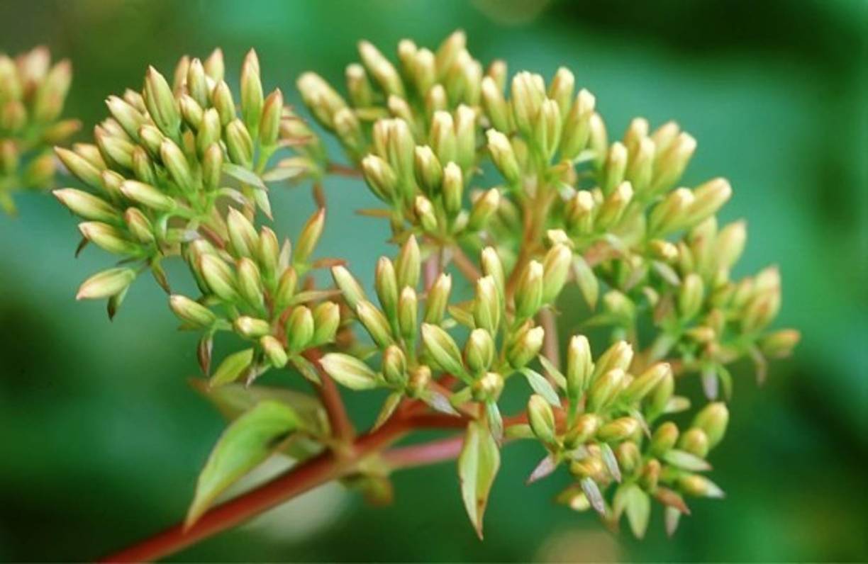 Este es uno de los secretos mejor guardados de La Tigra: Mikenia stipulifera, una de las dos plantas endémicas que viven en el parque.