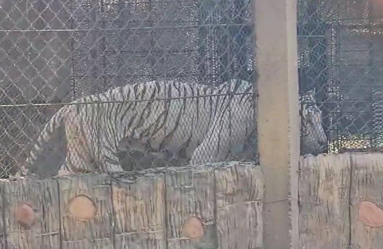 Además, el lugar se ha ido deteriorando, haciéndolo no habitable para albergar a los animales, que son los que sufren las peores consecuencias ante la negligencia estatal. 