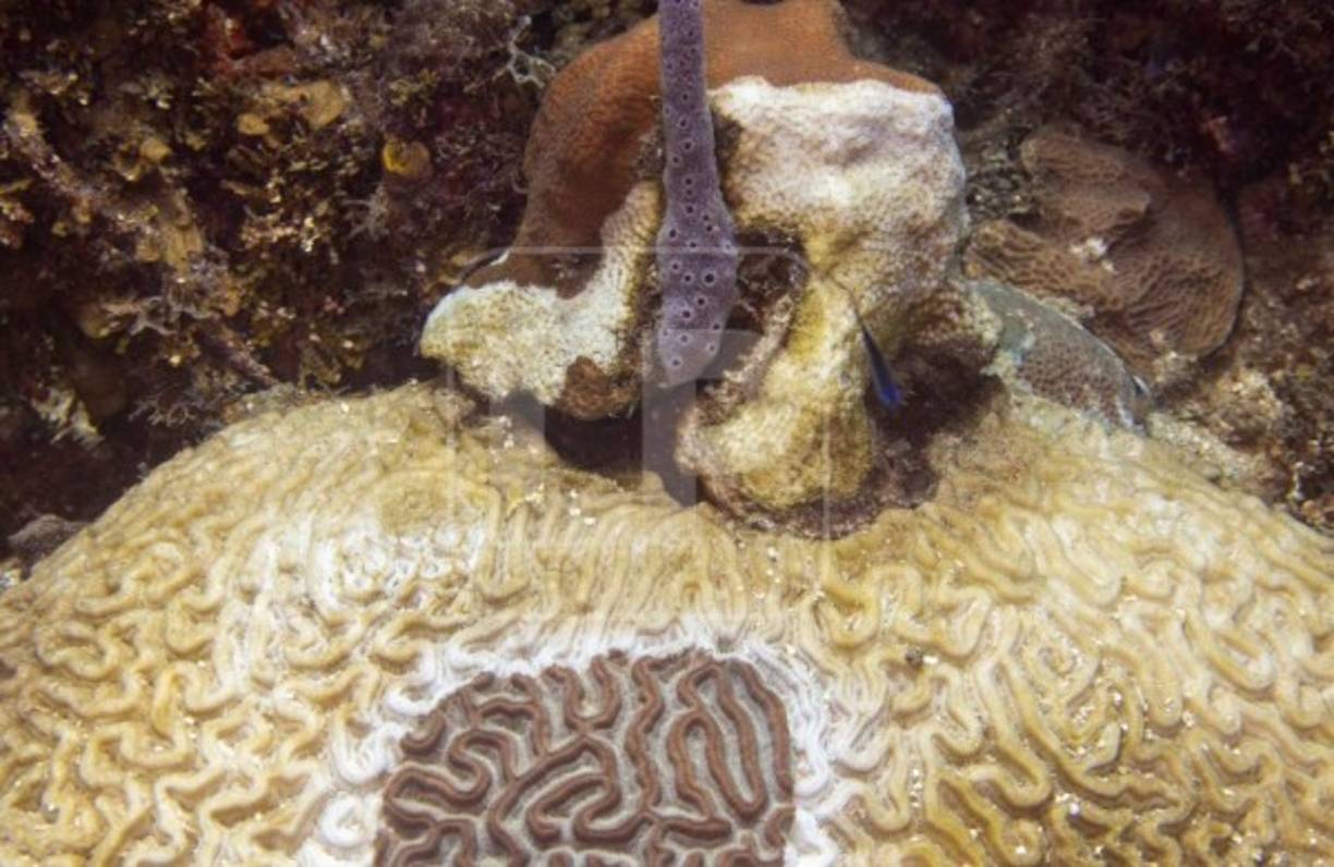 Cabe destacar que las autoridades de esta isla se han unido y están tomando acciones rápidas para contenerla, así lo afirmó Cindy Flores Coordinadora Técnica del Instituto de Conservación Forestal (ICF) en Islas de la Bahía.<br/>