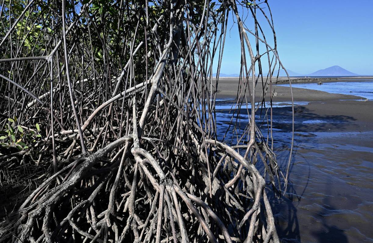 La transformación es tal que la playa de Cedeño ahora es un extenso manto arenoso como desierto, aunque cuando la marea sube a ciertas horas del día se cubre por el agua.
