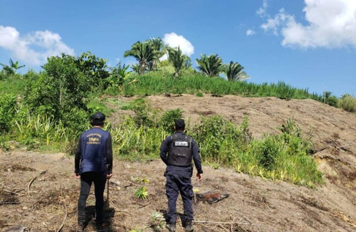 Autoridades de Honduras encontraron 4 manzanas de tierra en la que estaban cultivadas más de 10,000 plantas de marihuana.