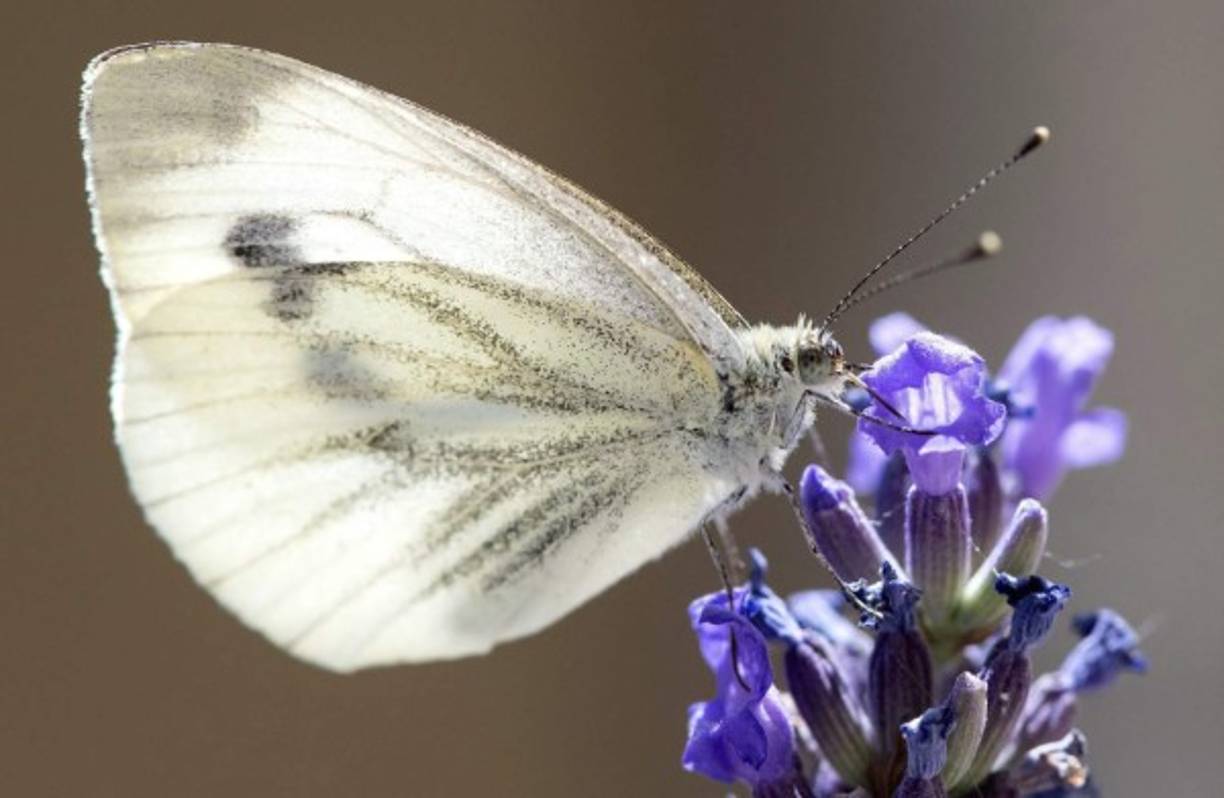 NATURA. Mariposa en flor lavanda. Una mariposa se posa en una flor de lavanda, en Múnich, Alemania.